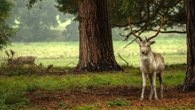 Fallow stag in woodland at Attingham Park